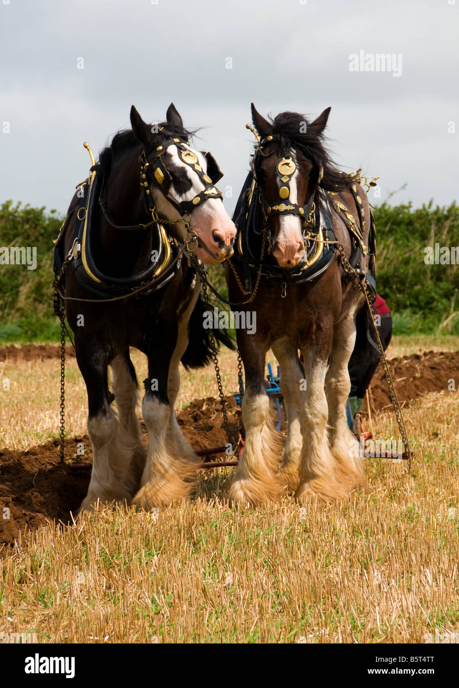 Shire Horse`s Ploughing Stock Photo